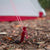 MSR groundhog single tent stake in ground